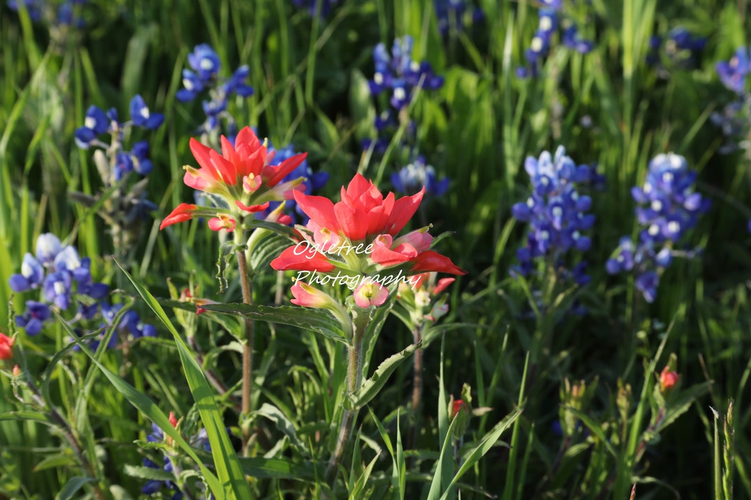 Indian Paintbrushes Among Etsy