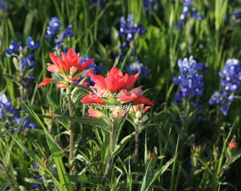 May include: A vibrant field of wildflowers, featuring bright red Indian paintbrush and clusters of bluebonnets. The scene is bathed in sunlight, with green grass and foliage providing a natural backdrop. OgleTree Photography is visible in the image.