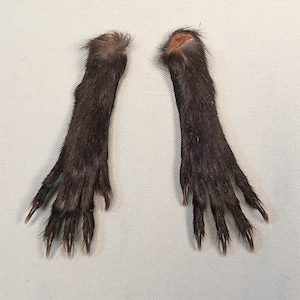 May include: Two black animal paws with claws. The paws are furred and appear to be from a small mammal.