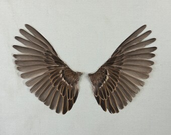 SPARROW WINGS 1 pair (Female) real preserved small dried bird feathers for taxidermy crafts and art supplies ~ ethically sourced