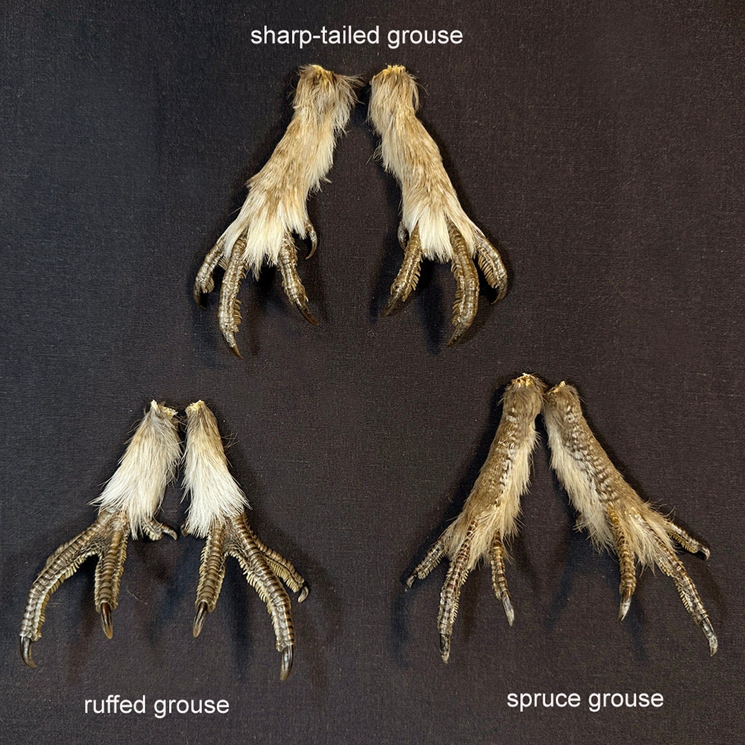 GROUSE FEET SET 3 Species Real Preserved Taxidermy Bird Part, Dried