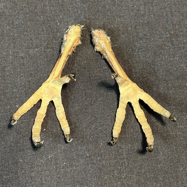 PIGEON FEET (PREMIUM) pair of real preserved taxidermy small bird legs talons dried in grasping position ~ ethically & humanely sourced