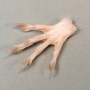 ALBINO SQUIRREL PAW real tanned white fur preserved animal foot, ethically & humanely sourced