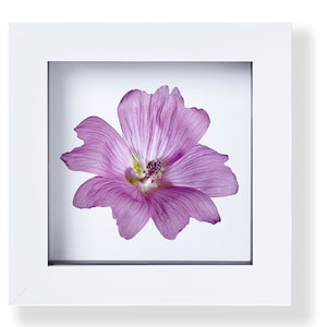 Malva Alcea (Musk - Mallow) Print, Macro Photography, Flower Print, Floral Decor, Meadow on your wall, Framed Photograph