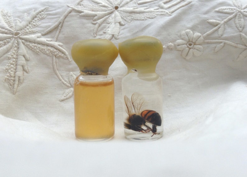 Tiny Bottled Preserved Honey Bee with Tiny Bottle of Honey