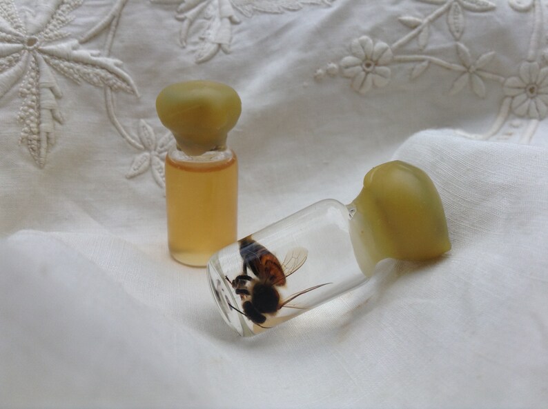 Tiny Bottled Preserved Honey Bee with Tiny Bottle of Honey