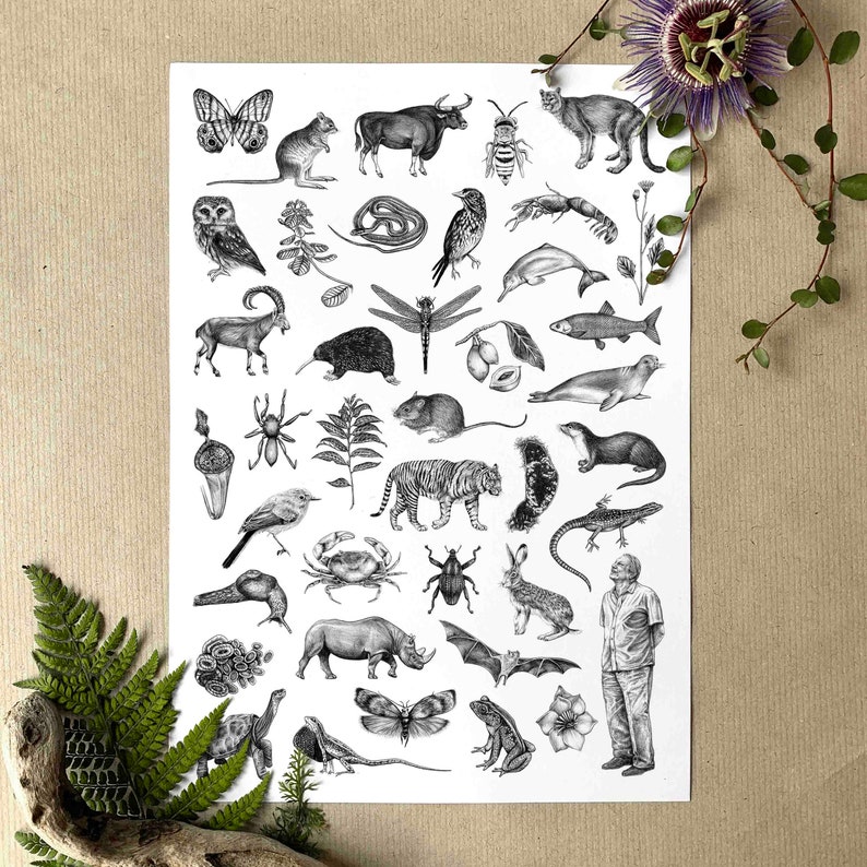 A4 Sir David Attenborough & Animals Illustrated Poster/Print image 1