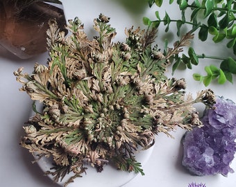 thumbnail image 2 of Jericho Flower – 12 Pack Bulk – Rose Of Jericho / Resurrection Flower, Whole Dried 2 of 5