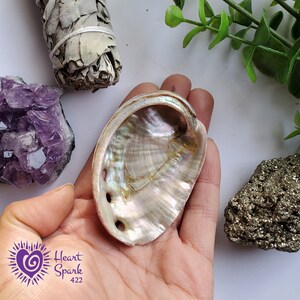 May include: A white abalone shell with iridescent rainbow colors. The shell has four holes in the side and is being held in a hand.