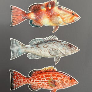 Grouper Fish Decal Textured Slip Resistant Repositionable Removable for Walls and Floors