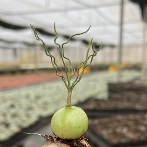 Rare Caudex - Ornithogalum Tortuosum, Budding Bulb, Live Plant (0.4”)