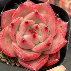 May include: Close-up of a succulent plant with layered, fleshy leaves. The leaves transition from a pale green center to a vibrant red edge, with small, pointed tips. The plant is in a black pot, showcasing its rosette shape.