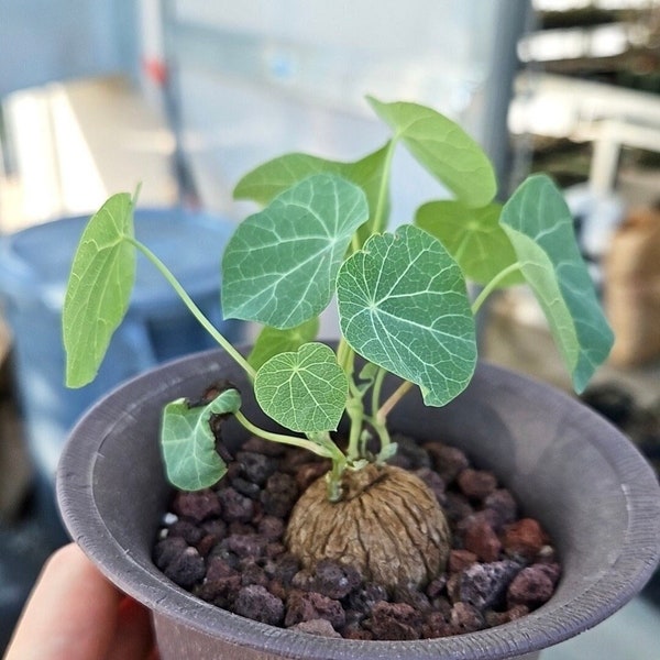 Rare Succulents - Stephania Erecta (Budding Bulb 1.5")