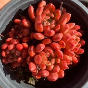 Rare Succulents - Sedeveria Pink Ruby Cluster (2.5"), Live Plant