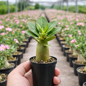 Desert Rose Adenium Obesum, 3/6 Plants, Starter Seedling, Rare Succulent