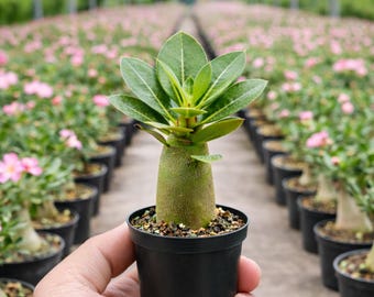 Desert Rose Adenium Obesum, 3/6 Plants, Starter Seedling, Rare Succulent