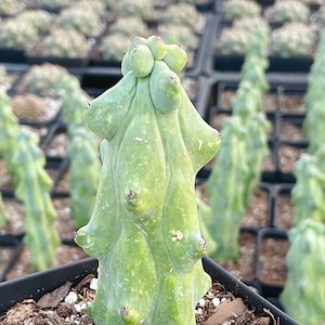 Rare Cactus - Myrtillocactus Geometrizans Fukurokuryuzinboku 'boobie cactus' (4"-10")