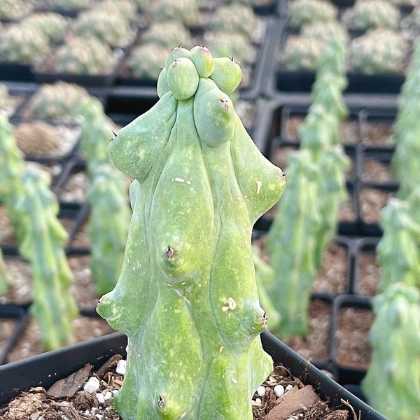 Rare Boobie Cactus, Mothers Day Gift, Myrtillocactus Geometrizans Fukurokuryuzinboku (4"-10")