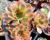 Rare Succulents - Aeonium Verna Variegata cluster