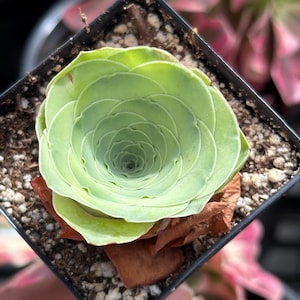 Rare Succulents - Greenovia Wine Cup (2”), Live Plant