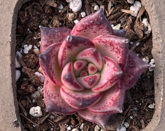 Rare Succulents - Echeveria Agavoides Romeo (1.5"-2") in small size