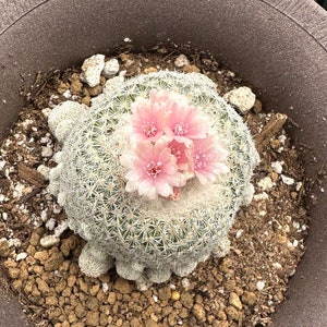 Rare Cactus, Epithelantha Micromeris (Single Head), Live Plant