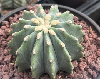 Serrated Tricho Hybrid "super Apricot" Offset With Bud - Etsy