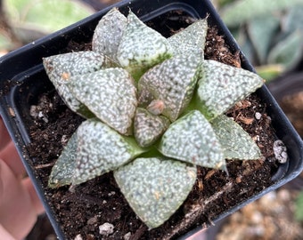 Rare Succulents - Haworthia Picta Platinum  (1.5"-2”)