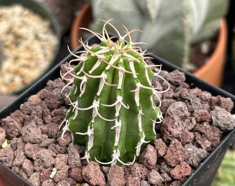 Rare Euphorbia - Euphorbia Columnaris (2”-3”)