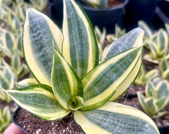 Rare Succulents, Sansevieria Golden Hahnii Variegated, Live Plant