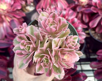 Rare Succulents - Aeonium Pink Witch Small Cluster