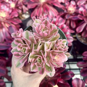Rare Succulents - Aeonium Pink Witch Small Cluster