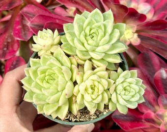 Rare Succulents - Echeveria Queen Maigan Cluster 3” (1)