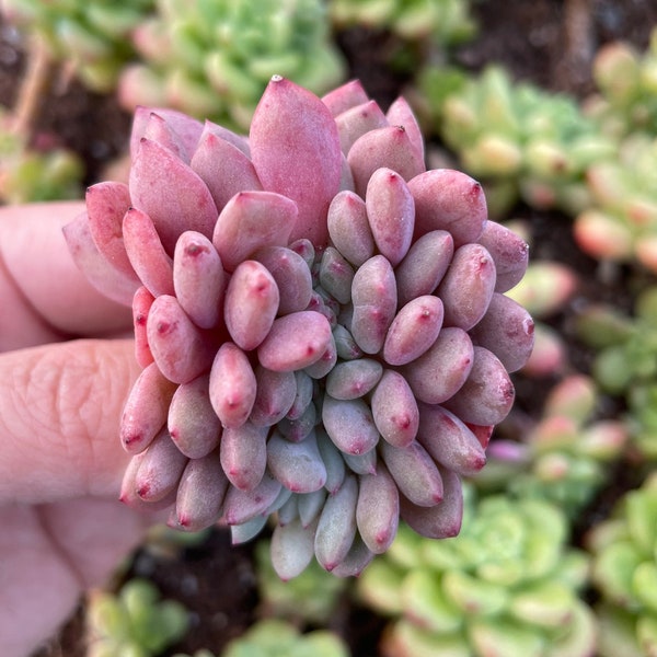 Rare Succulents - Echeveria Ariel crested (2”)