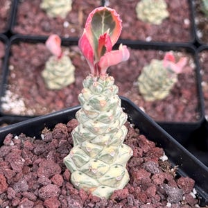 Euphorbia Monadenium Ritchiei Variegated - Etsy