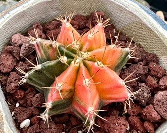 Rare Cactus - Gymnocalycium Mihanovichii Var. Friedrichii Werderm Variegata