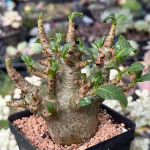 Bonsai Cactus - Etsy