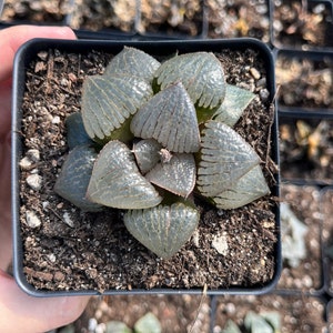 Haworthia Kaurijima, Collectible, Rare Succulents