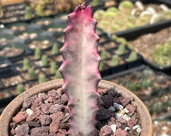 Rare Euphorbia - Euphorbia Lactea ghost Variegata