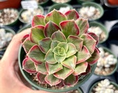 Rare Succulents - Aeonium Zwarkin variegated single cutting (3 pot)