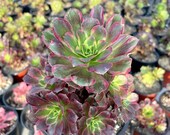 Rare Succulents - Aeonium Zwarkin variegated cluster