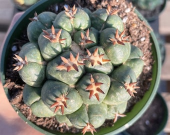 Rare Cactus - Coryphantha Elephantidens var. Tanshi