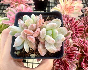 Rare Succulents - Echeveria Orange Monroe Small Cluster (1)