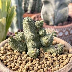 Rare Succulent - Pseudolithos Caput-Viperae hybrid (2”-2.5”)