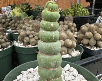 Rare Cactus - Eulychnia Castanea cv. varispiralis, spiral special form, Unicorn Cactus