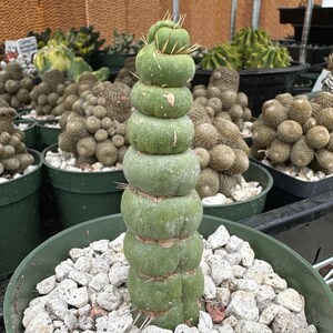 Rare Cactus - Eulychnia Castanea cv. varispiralis, spiral special form, Unicorn Cactus