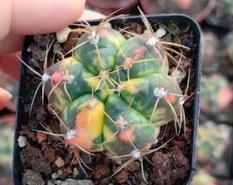 Rare Cactus - Gymnocalycium Horstii Variegata (1”)