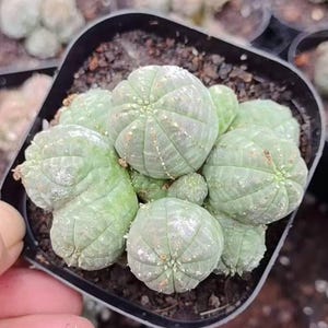 Rare Euphorbia, Euphorbia Obesa Small Cluster, Live Plant