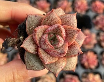 Rare Succulents - Echeveria Purpusorum White Form (1"-1.5")