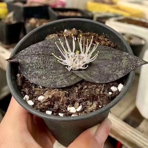 Massonia Pustulata (Bulb only), Rare Succulents